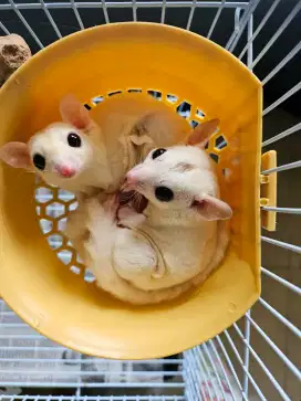 SERIOUS BUYER ONLY Open Adopt Sepasang Joey Sugar Glider Leucistic