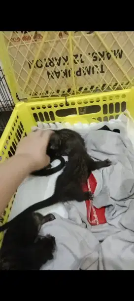 Musang pandan hasil ternak