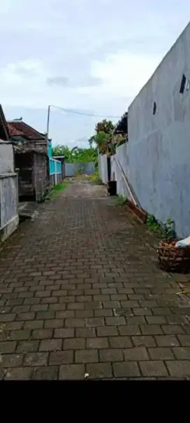 Dijual tanah murah di dalung luas tanah 5,5 are