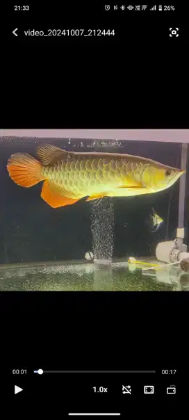 Arwana golden red 45cm