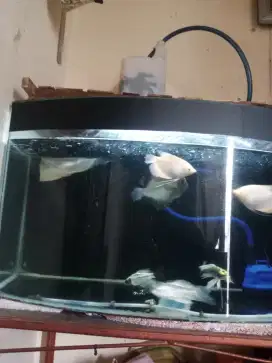 Di jual Aquarium