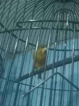 Burung kenari Gacor Tapi Saat ini Mandek + kandang