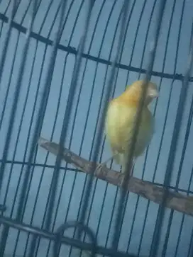 Burung kenari jantan 100% ngeriwik keras