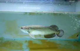 Ikan Arwana ukuran 32cm