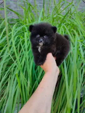 Minipom Puppies