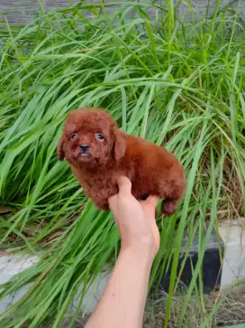 Red Toy poodle Puppy