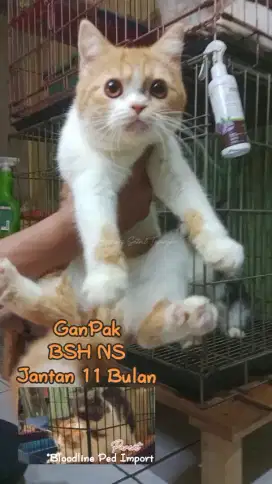 (GanPak Murmer) Kucing BSH NS