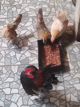 Ayam serama  borong aja