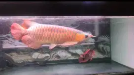 Arwana super red -+57cm