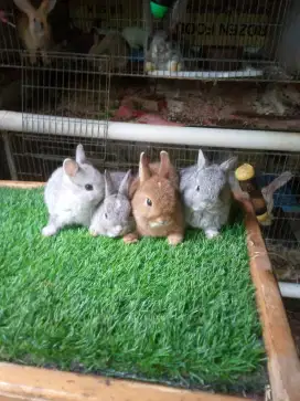 Kelinci mini Netherland dwarf