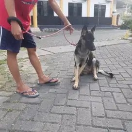 german shepherd dog / herder / gsd