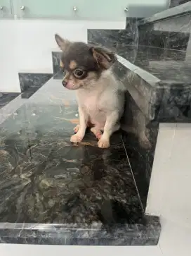 For sale 1 anakan chihuahua betina mungil dan cantik