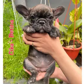 D Jual French Bulldog Puppies Betina