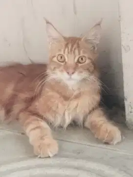 Kucing Mainecoon