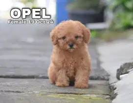 Jual anjing poodle lucu