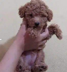 Jual anjing poodle lucu