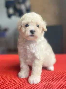 Jual POODLE betina lucu