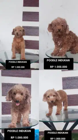 Jual 4 ekor poodle indukan