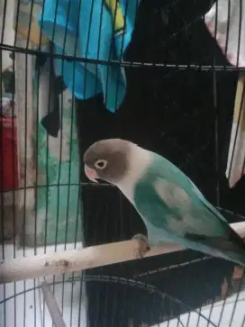 Lovebird bluecobal