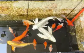 For Sale : Koleksian Kolam