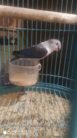 Lovebird jodoan atau satuan