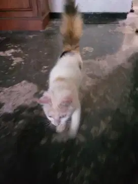 Kucing anggora anggora medium