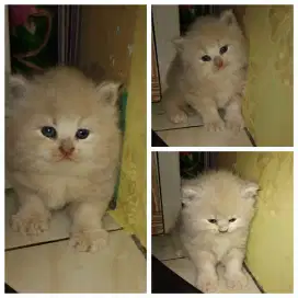 Open adop kitten persia umur 1 bln