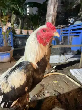 Jual ayam Bangkok Birma