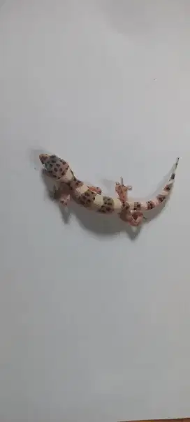 Baby Leopard Gecko Hypo. MS. Het.T