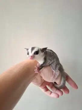 Joey Sugar Glider