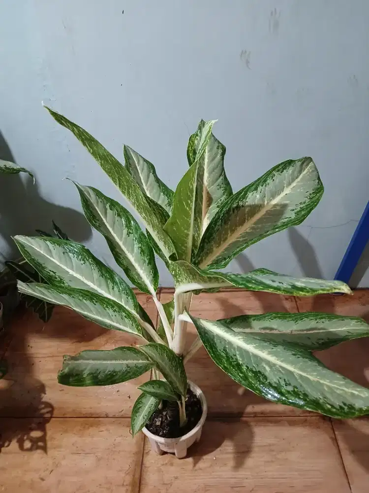 Jual Murah Aglonema Hijau