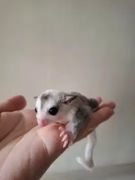 Joey Sugar Glider Mozaic