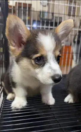 Dijual Puppy/Anakan Anjing Pembroke Welsh Corgi Jantan Betina 3 color