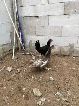 Entok Indukan dan Ayam Kampung Betina