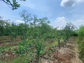 Kebun Jeruk Produktif isi 130 Pohon di malang