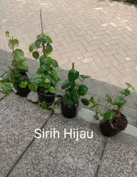 Tanaman Daun Sirih Hijau