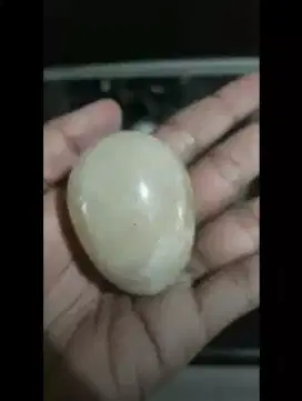 telur marmer dijual cepat