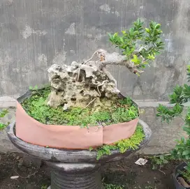 Bonsai elegan otr