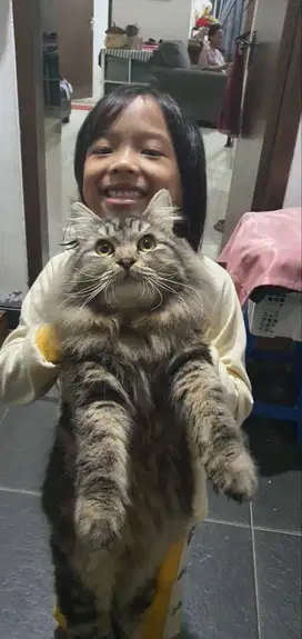 Kucing Anggora Siap Jadi Teman dirumah