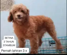 Indukan poodle 4 ekor  murah