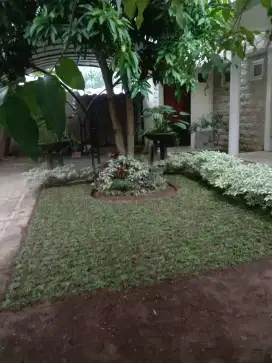 jasa penanaman rumput gajah mini