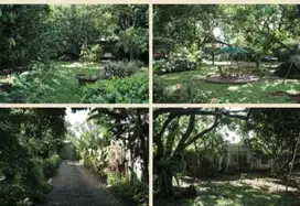 Dijual. Murah Banget Tanah Kebun di. Batu Ampar Taman Besar Condet