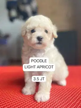 Poodle super duper imur