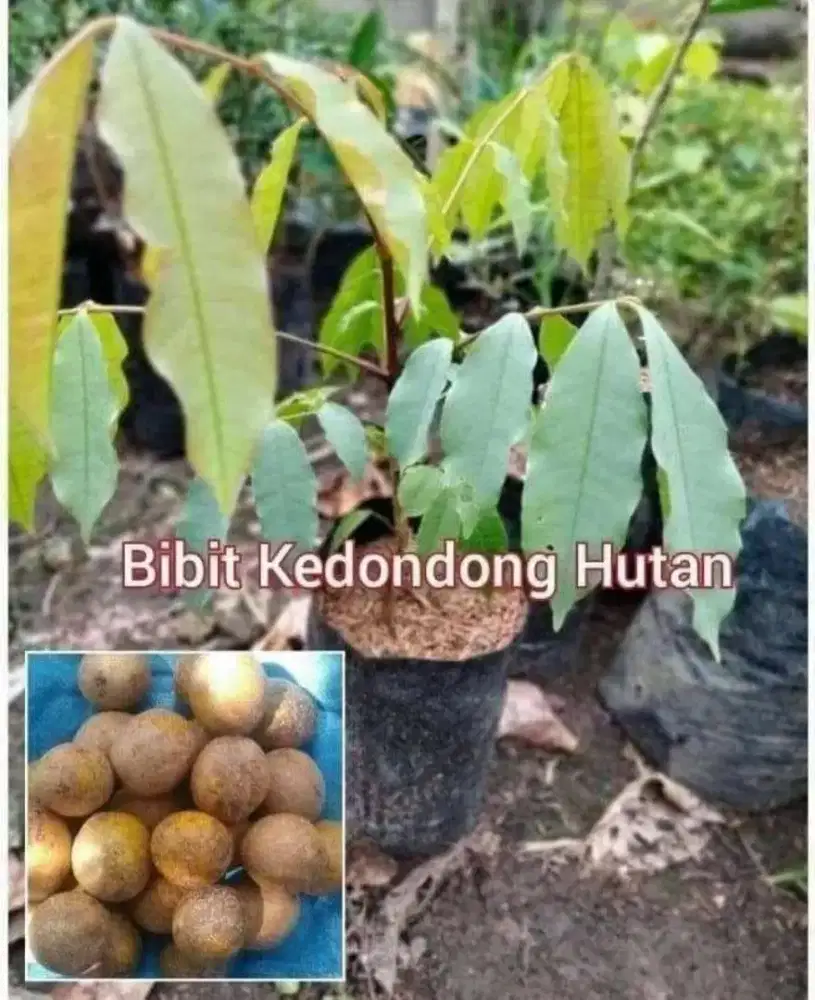 Kedondong Hutan Bibit Buah Langka