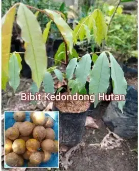 Bibit Kedondong Hutan