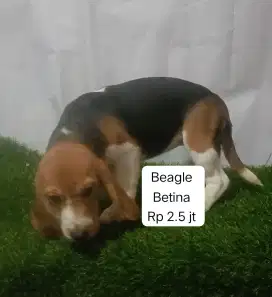 Beagle murah stambum vaksin betina