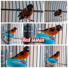 Red siskin rawatan gacor sehat