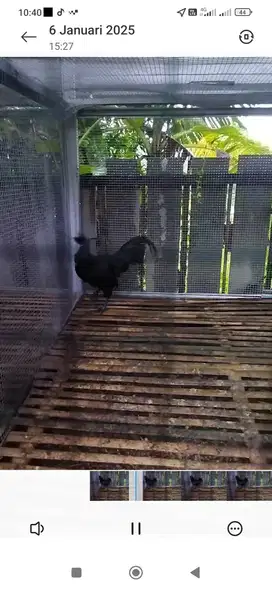 Ayam cemani asli