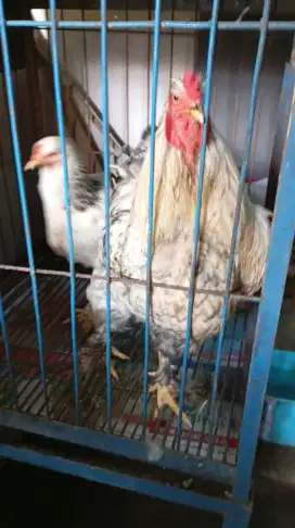 Ayam brahma india