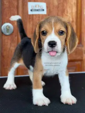 Beagle Betina Lucu dan Lincah